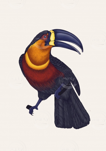 EMILY CARTER - Toucan- copyright Emily Carter Limited 2024