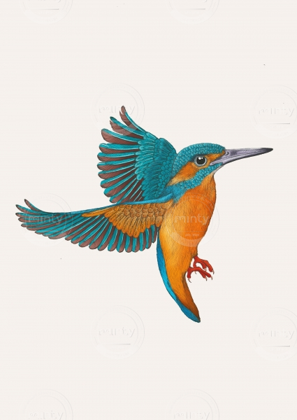 Emily Carter copyright 2024 - Kingfisher