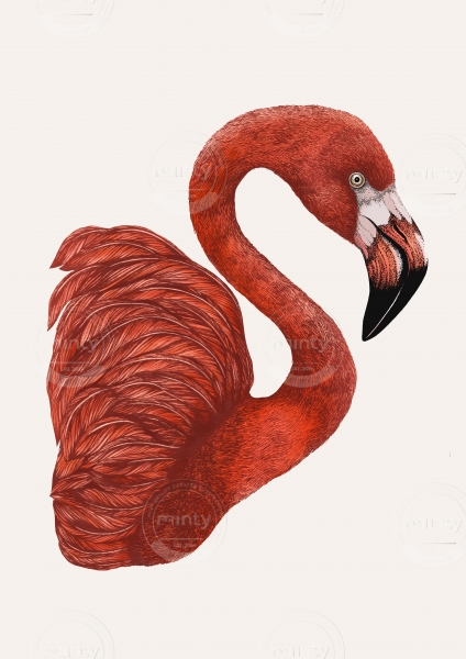 Emily Carter Limited copyright 2024 - Flamingo