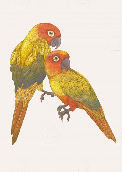 Emily Carter Limited copyright 2024 - Parrots