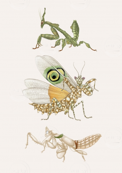 mantids