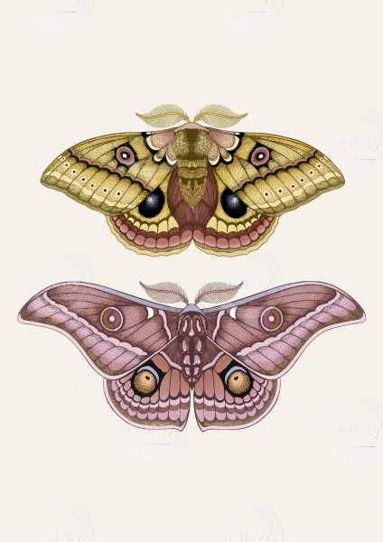 Moths2