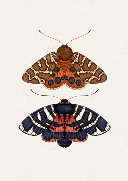 moths3