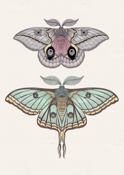 Moths5