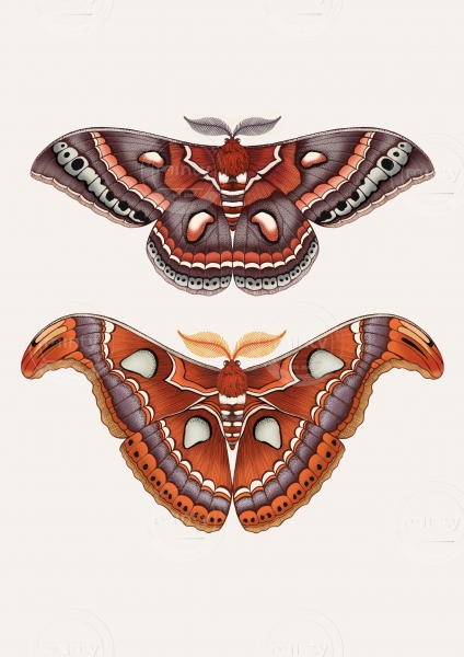 Moths6