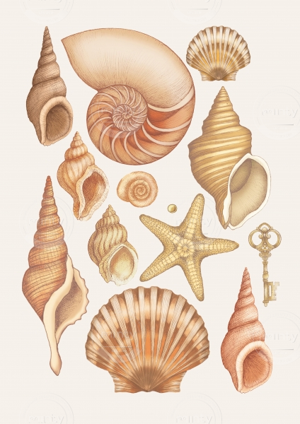 shells