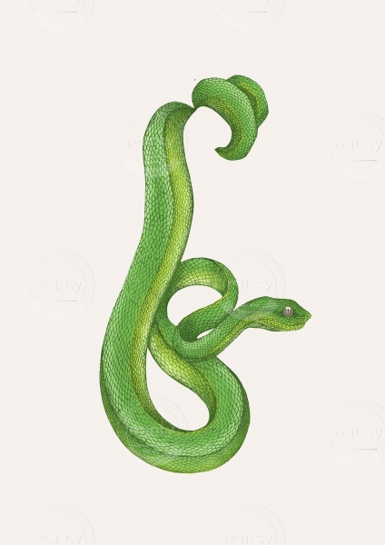 Snake