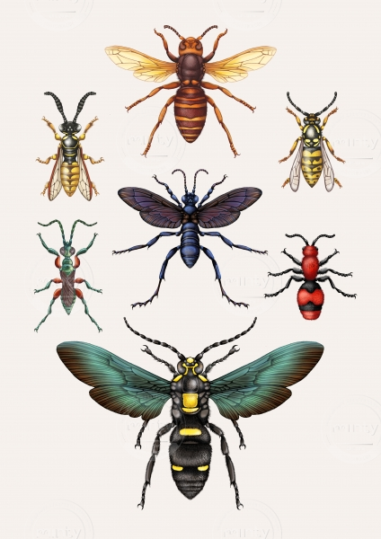 wasps