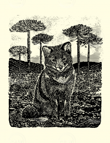 ZORRO DE DARWIN