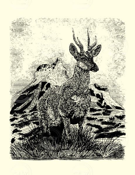 HUEMUL