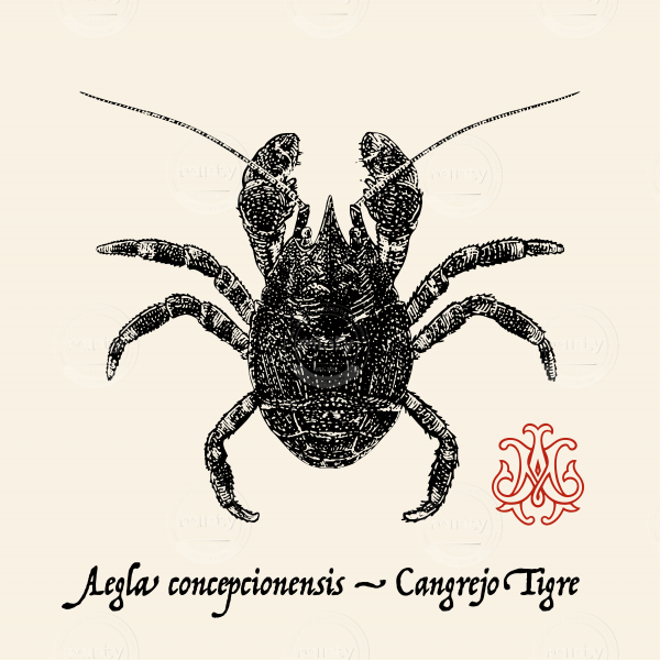 Cangrejo Tigre-01-01-01