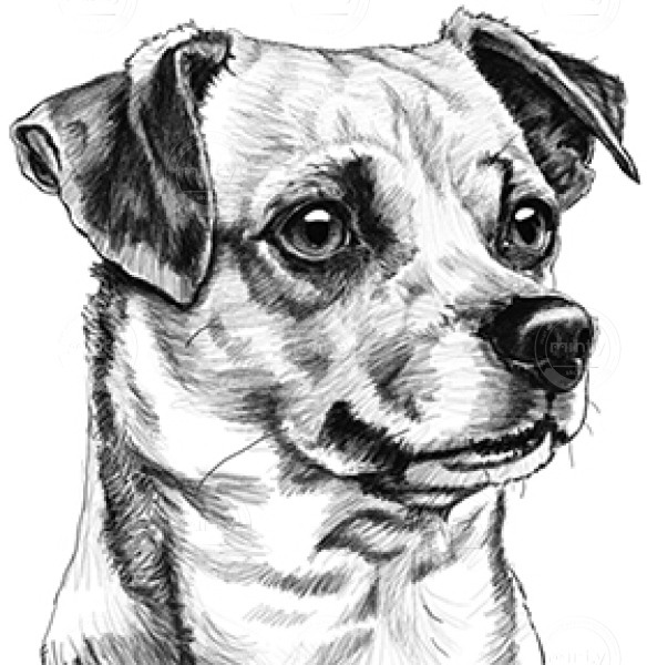 dog_Paula_Tabor_Illustrator_digital_pencil