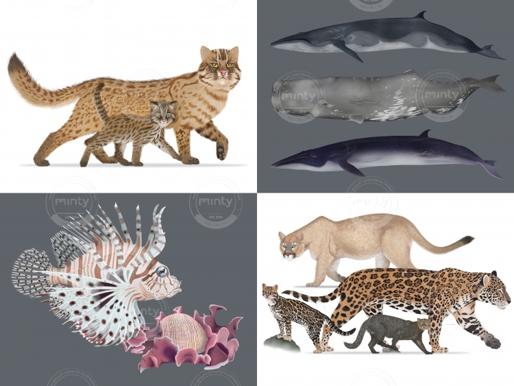 Selected scientific species illustrations for various projects. 